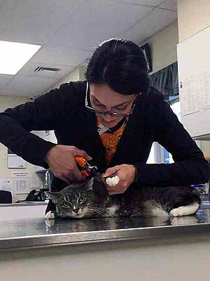 Nail Trim